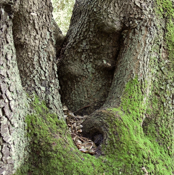 Bois des Moutiers (44) Mai 2012